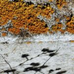 Sul Informação - A diferença entre aves e pássaros