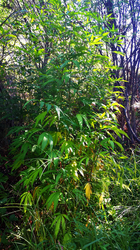 Sul Informação - GNR detém mais um plantador de cannabis na Serra de Monchique