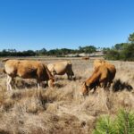 Sul Informação - A diferença entre aves e pássaros