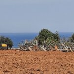 Sul Informação - Dono de terreno junto à Ria Formosa continua a abater árvores apesar do embargo