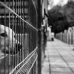 Sul Informação - Portimão: EMARP acolhe exposição fotográfica em prol do bem estar animal