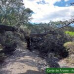 Sul Informação - Sapadores Florestais de São Brás de Alportel completam 5 anos de atividade
