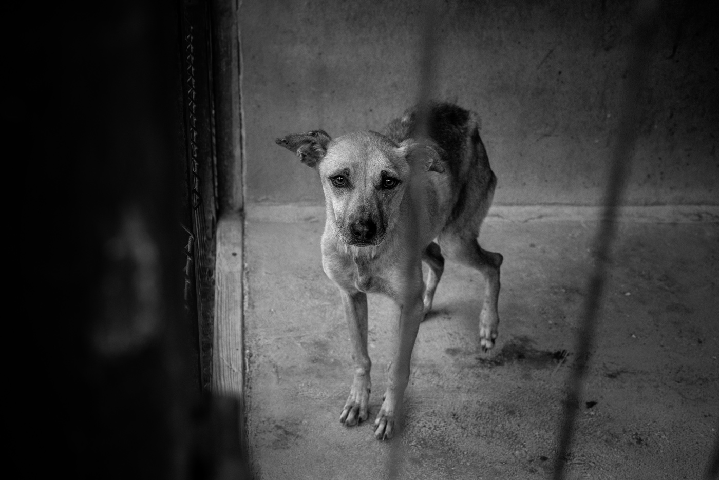 Sul Informação - Portimão: EMARP acolhe exposição fotográfica em prol do bem estar animal