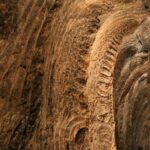 Sul Informação - Uma viagem ao interior da terra…que foi mar