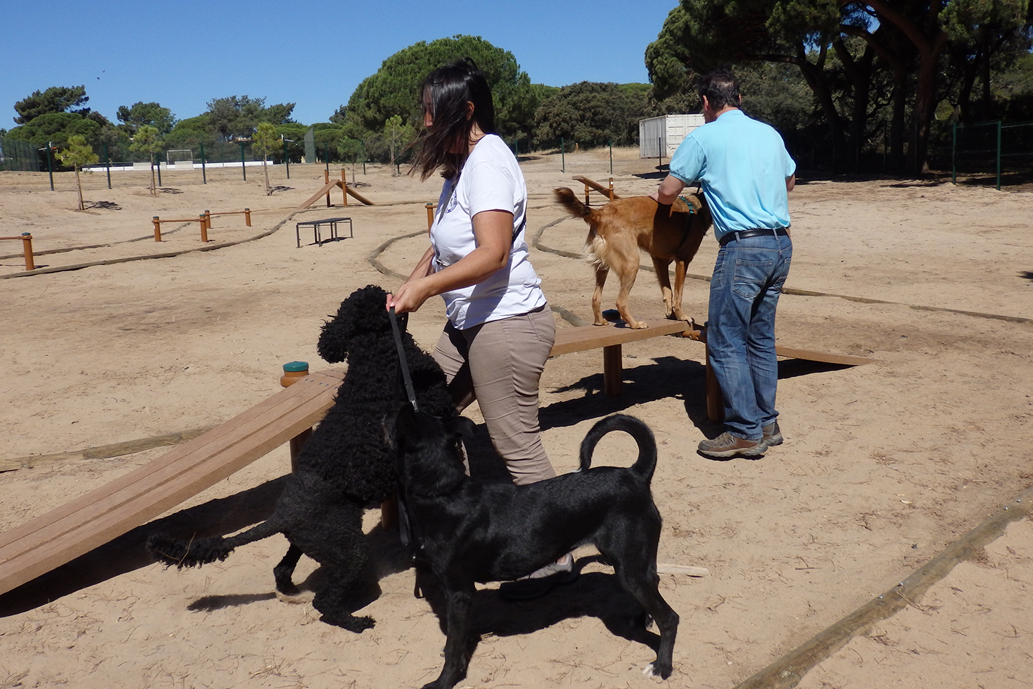 Sul Informação - Já pode levar os «seus amigos de quatro patas a passear» no novo Parque Canino de Olhão
