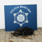 Sul Informação - Polícia Marítima de Lagos fiscaliza apanhadores de perceves na Costa Vicentina