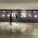 Sul Informação - Exposição fotográfica mostra em Olhão a vida selvagem de África