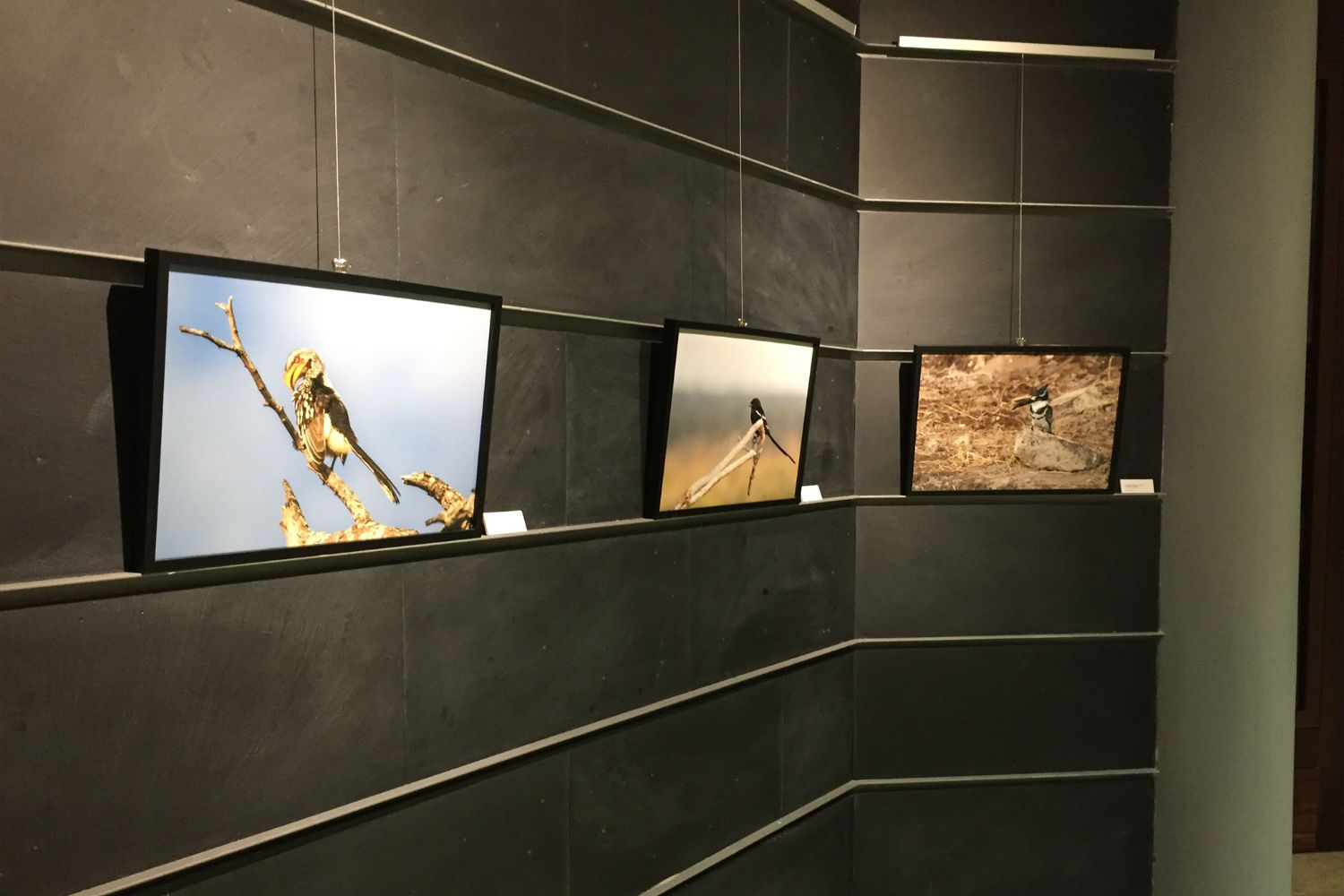 Sul Informação - Exposição fotográfica mostra em Olhão a vida selvagem de África