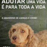 Sul Informação - Município de Olhão lança campanha contra abandono de animais nas férias