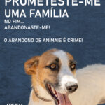 Sul Informação - Município de Olhão lança campanha contra abandono de animais nas férias