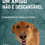 Sul Informação - Município de Olhão lança campanha contra abandono de animais nas férias