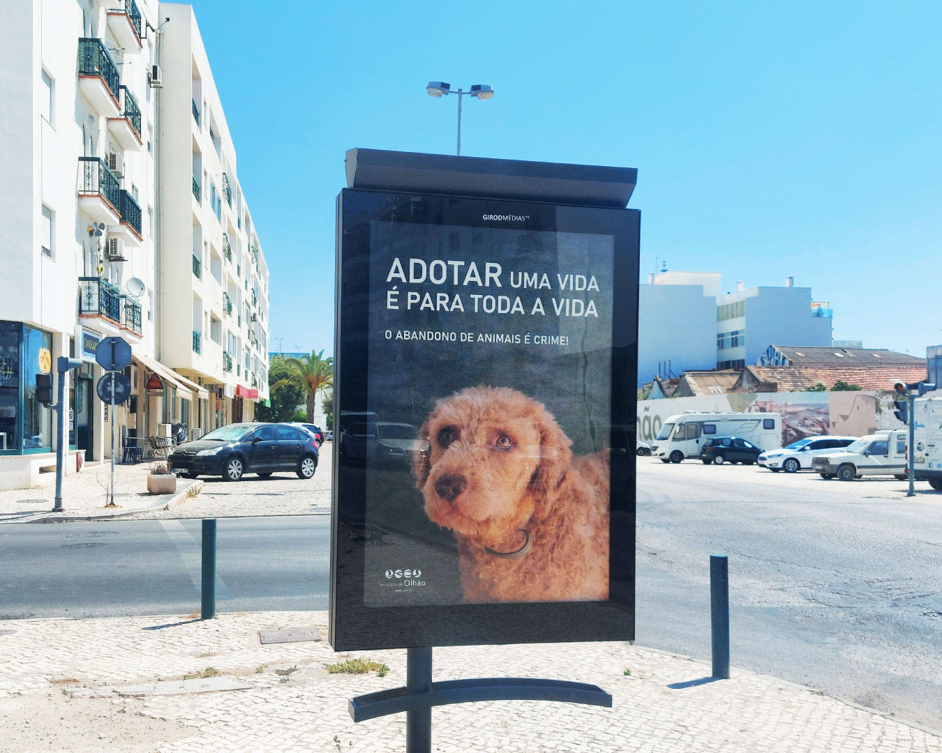 Sul Informação - Município de Olhão lança campanha contra abandono de animais nas férias