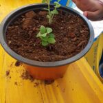 Sul Informação - Alunos de Tavira visitam viveiros municipais no âmbito do Dia Nacional dos Jardins