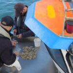 Sul Informação - Conquilha fiscalizada na Ria Formosa estava toda legal