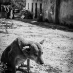 Sul Informação - Portimão: EMARP acolhe exposição fotográfica em prol do bem estar animal