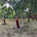 Sul Informação - Caminhadas, oficinas, artes e conversas marcam Walk&Art Fest de Barão de S. João