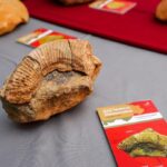 Sul Informação - Livro que conta a história geológica do Planalto do Escarpão apresentado em Albufeira