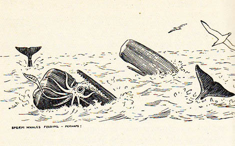 A luta entre o cachalote e a lula gigante, ilustrada no livro “Field Book of Giant Fishes” (1949) Sul Informação