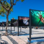 Sul Informação - João Rodrigues mostra o «ASul profundo» do mar do Algarve na Baixa de Faro