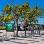 Sul Informação - João Rodrigues mostra o «ASul profundo» do mar do Algarve na Baixa de Faro