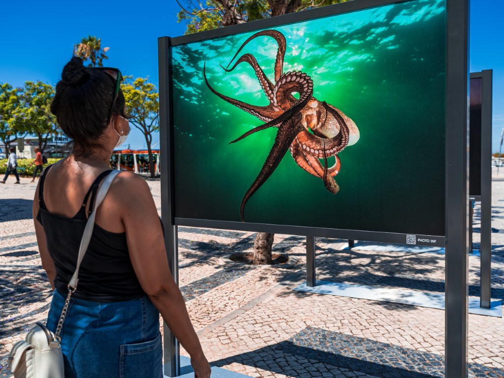 Sul Informação - João Rodrigues mostra o «ASul profundo» do mar do Algarve na Baixa de Faro