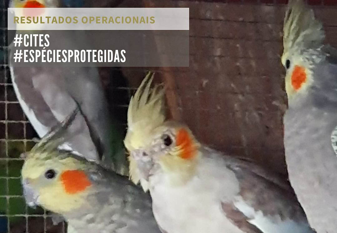 Sul Informação - ASAE apreende 73 aves exóticas e desmantela espaço de venda ilícita em Aljustrel