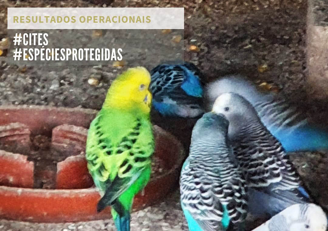 Sul Informação