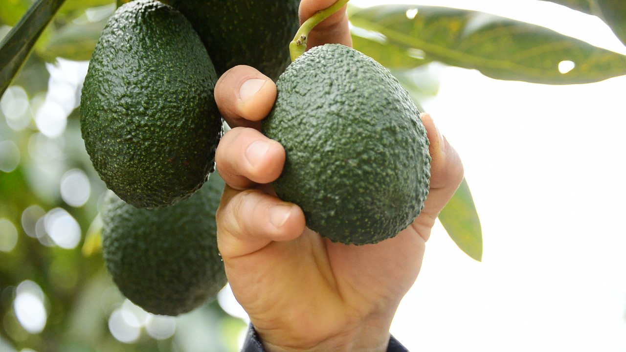 Sul Informação - Carta aberta defende o abacate e «bom nome» dos agricultores do Algarve