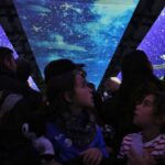 Sul Informação - Videomapping «fantástico» marca arranque de Cidade Europeia do Desporto com mil eventos
