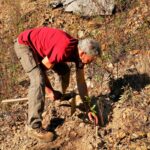 Sul Informação - Festival de Caminhadas planta centenas de árvores no Ameixial para compensar pegada de carbono [com fotos]