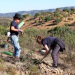 Sul Informação - Festival de Caminhadas planta centenas de árvores no Ameixial para compensar pegada de carbono [com fotos]