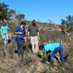 Sul Informação - Festival de Caminhadas planta centenas de árvores no Ameixial para compensar pegada de carbono [com fotos]