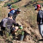 Sul Informação - Festival de Caminhadas planta centenas de árvores no Ameixial para compensar pegada de carbono [com fotos]
