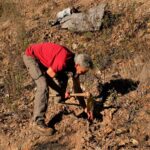 Sul Informação - Festival de Caminhadas planta centenas de árvores no Ameixial para compensar pegada de carbono [com fotos]