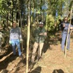 Sul Informação - GEOTA e Câmara de Monchique promovem ações de combate às espécies invasoras