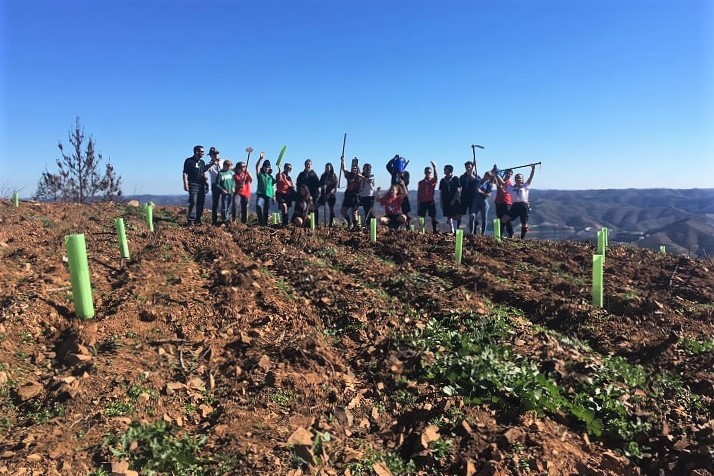 Sul Informação - Voluntários plantaram árvores em zonas ardidas no incêndio de Monchique
