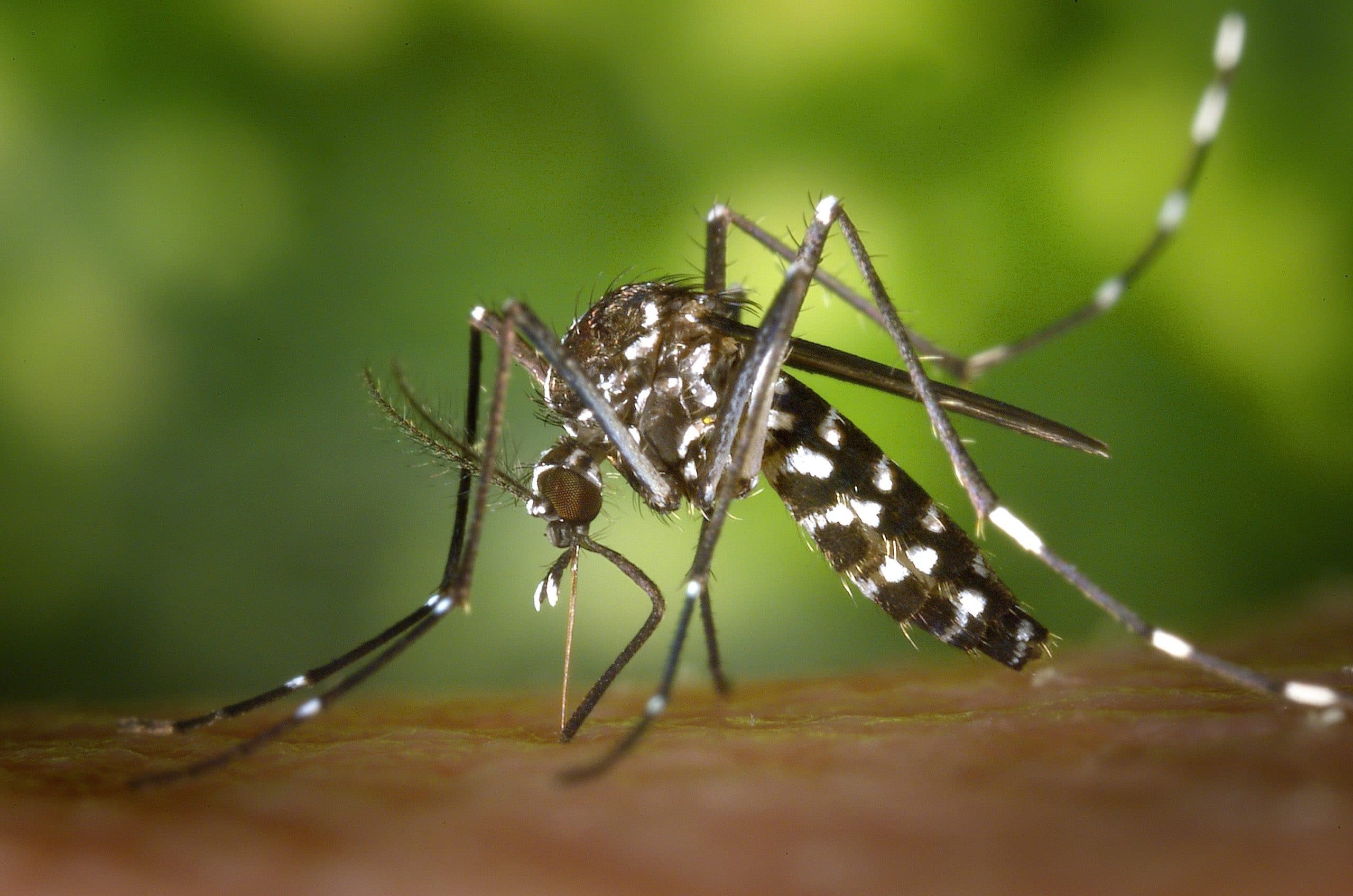Sul Informação - Saúde Pública da ARS Algarve participa em projeto sobre mosquito que transmite a dengue