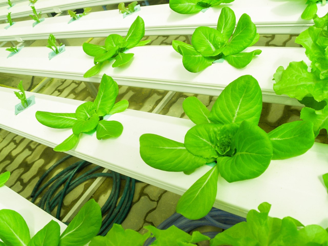 Sul Informação - Olhão lança projeto social de agricultura hidropónica urbana