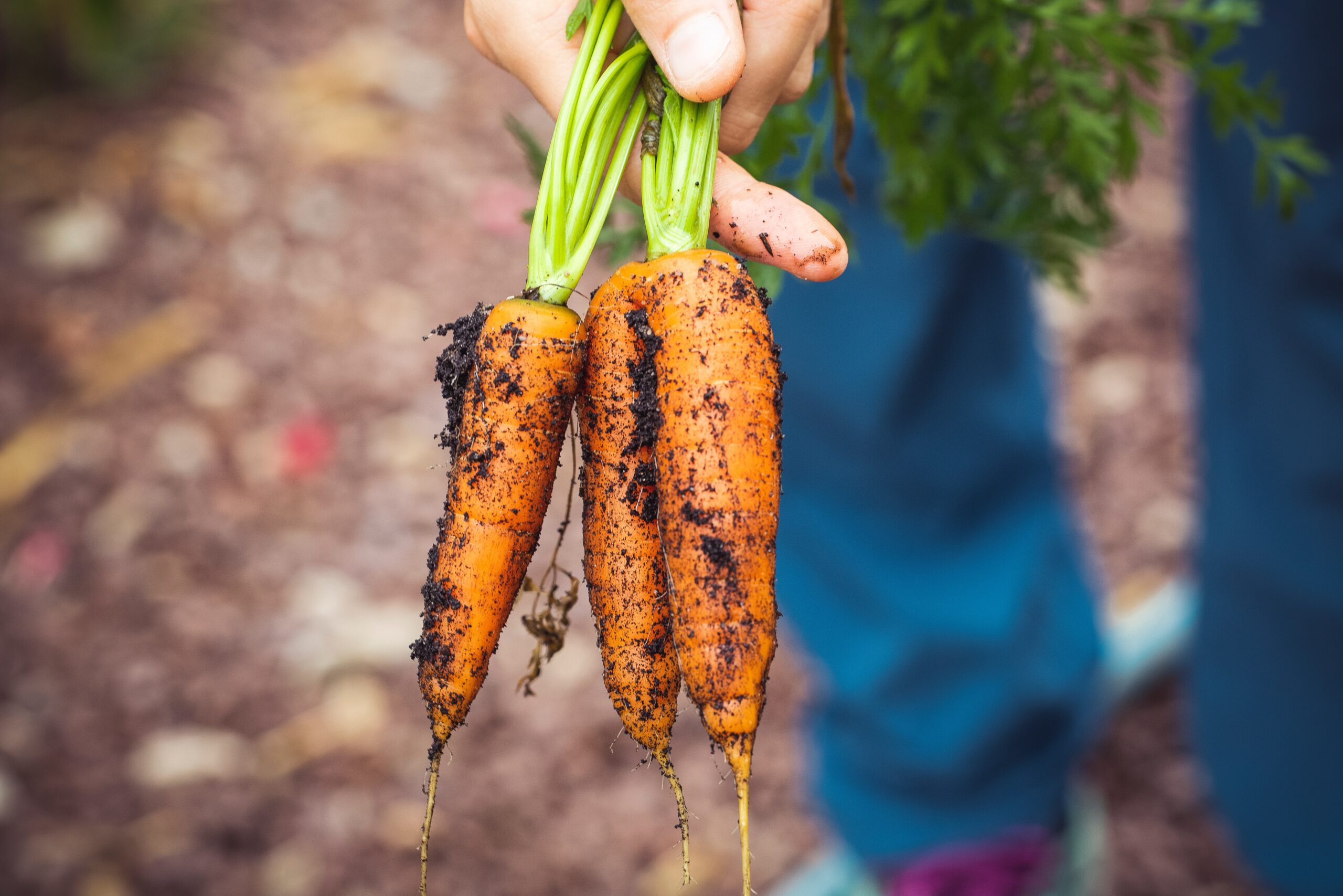 Sul Informação - In Loco abre concurso para apoiar agricultores a escoar produção