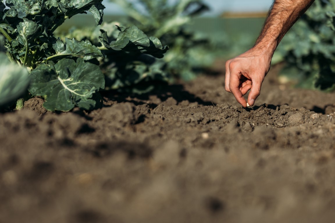 Sul Informação - Agricultores do Baixo Alentejo em “sacrifício” para iniciar sementeira devido à seca