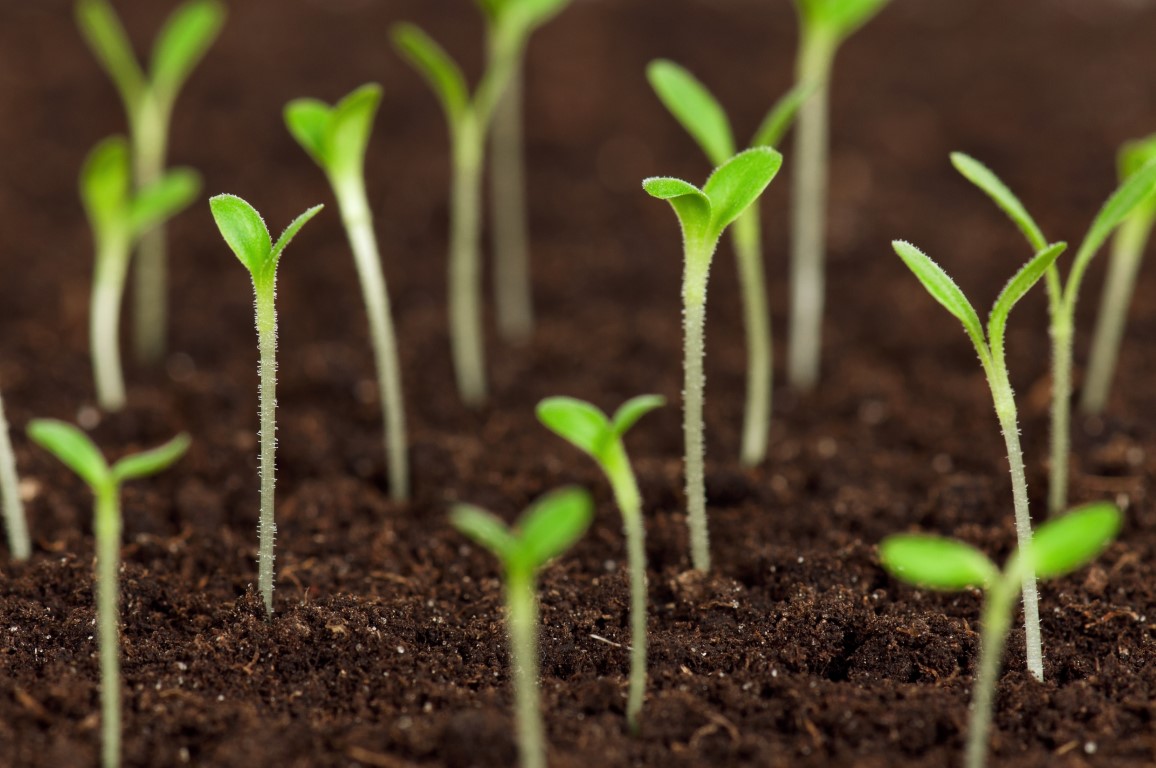 Sul Informação - CCDR propõe ao Governo medidas de apoio e de investimento na agricultura do Algarve