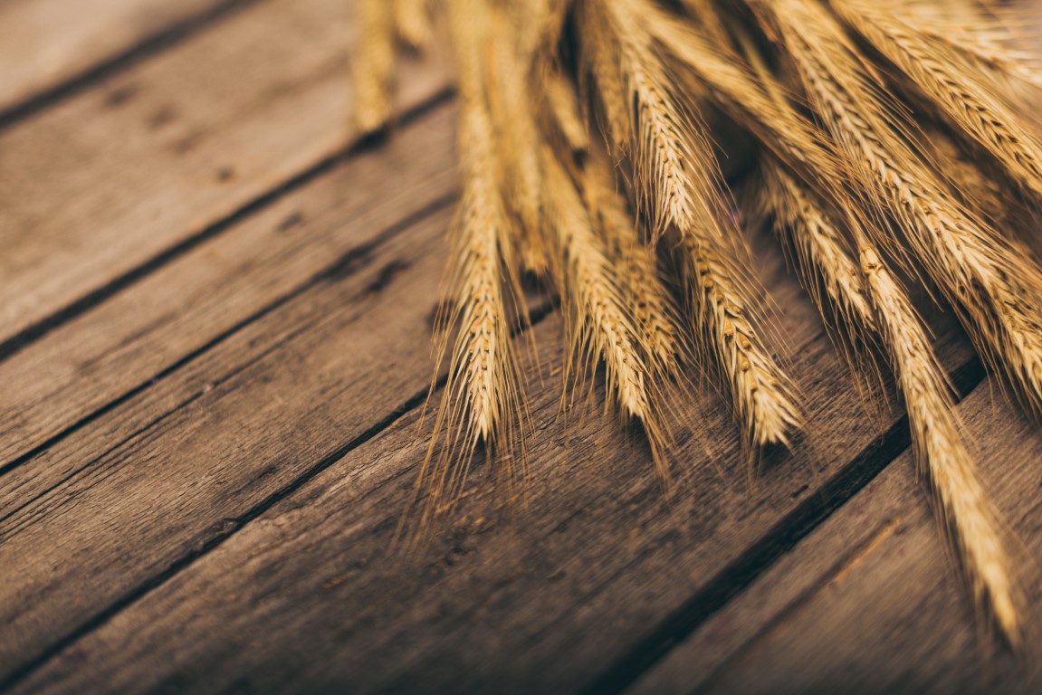 Sul Informação - Workshop em Beja mostra que afinal não é “tudo farinha do mesmo saco”