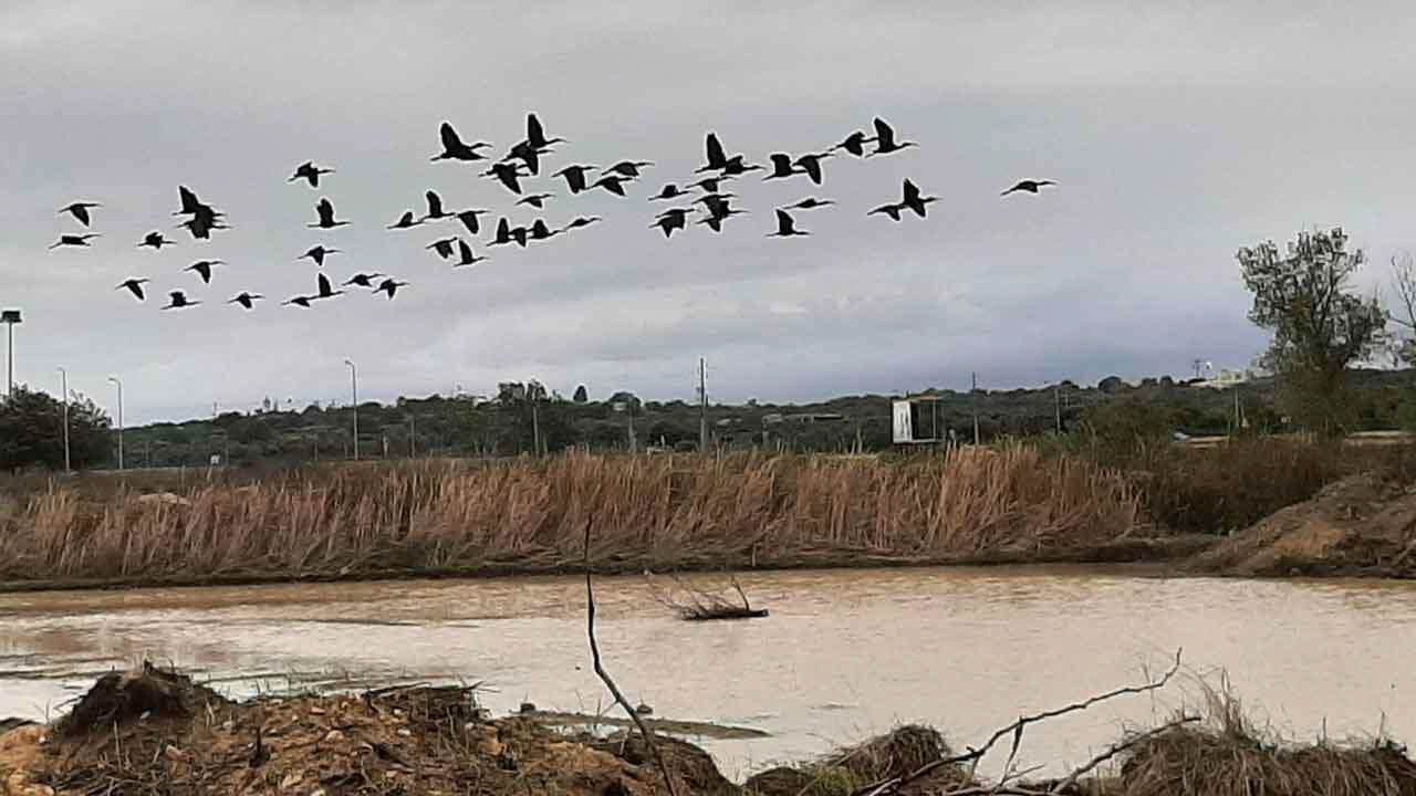 Sul Informação - Após a suspensão das obras, a biodiversidade «voltou em força» às Alagoas Brancas
