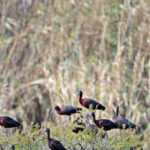 Sul Informação - Após a suspensão das obras, a biodiversidade «voltou em força» às Alagoas Brancas