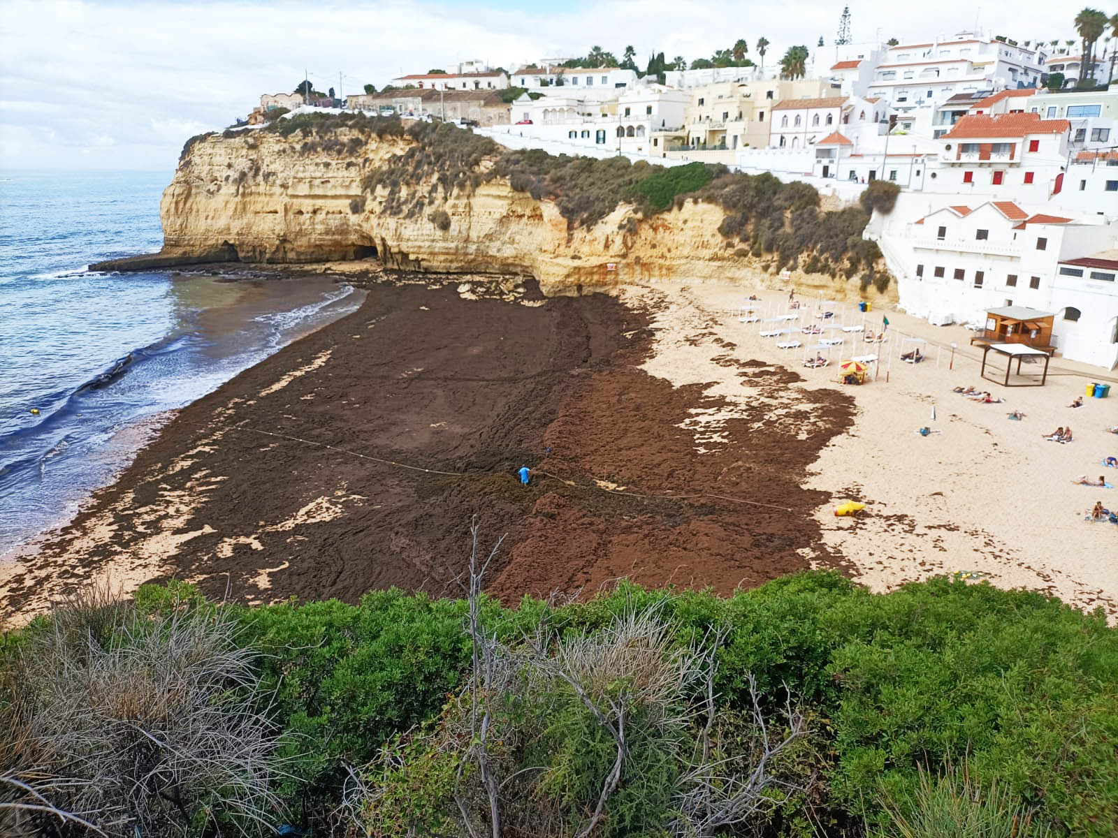 Sul Informação - Câmara de Lagoa vai limpar «300 metros cúbicos» de algas na Praia do Carvoeiro