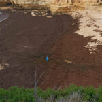 Sul Informação - Câmara de Lagoa vai limpar «300 metros cúbicos» de algas na Praia do Carvoeiro