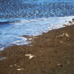 Sul Informação - Limpeza das algas já começou na Praia do Carvoeiro