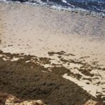 Sul Informação - Limpeza das algas já começou na Praia do Carvoeiro