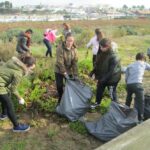 Sul Informação - Alunos do Agrupamento de Escolas da Bemposta arrancaram toneladas de chorão em Alvor
