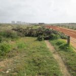 Sul Informação - Alunos do Agrupamento de Escolas da Bemposta arrancaram toneladas de chorão em Alvor